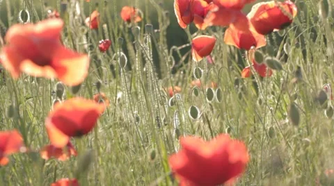 Play of wind with red poppies field Stock-Footage 7769169