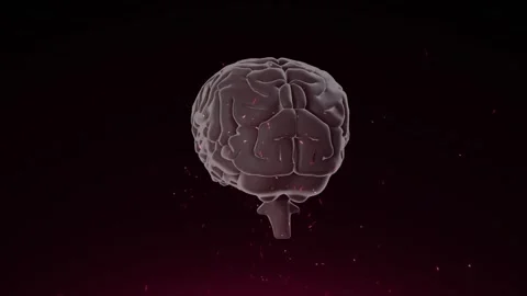 On playback, 3D brain model rotating, revealing frontal lobes for study while Stock Footage 328229691