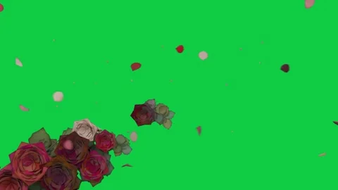 On playback rose cluster shedding petals drifting right and upward on Stock Footage 339724837