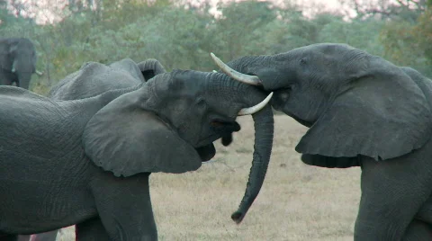 Playfight 库存影片 660772