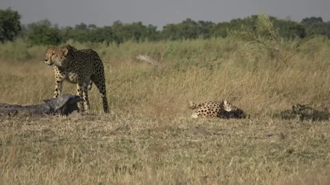 Play‑fighting continues — Part 10 Vidéo 320845140