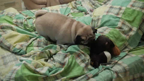 Playful active pug dog playing aggressive, with its toy on bed. Realism Stock Footage 100160180