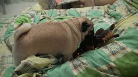 Playful active pug dog playing, frisky, aggressive, with toy on bed. Home video Video stock 100163260