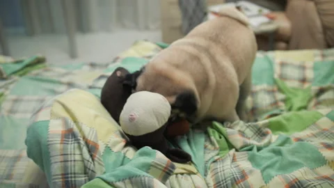 Playful active pug dog playing frolic, aggressive, with toy on bed. Home video Stock-Footage 100165055