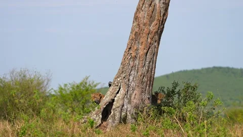Playful African Leopard Cub Interacting with Its Mother in the Wild Bush of Stock Footage 341124412