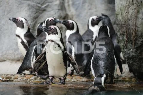 Playful African Penguins at a Public Zoo Stock Photos