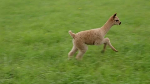 Playful alpaca in field Video stock 245437189