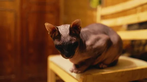 A Playful and Affectionate Sphynx Cat is Relaxing Comfortably on a Wooden Chair Stock Footage 293019139