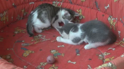Playful and curious kittens Видео 11713782