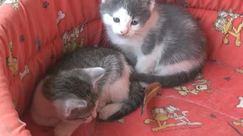 Playful and curious kittens Stock-Footage 11713807