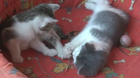 Playful and curious kittens 스톡 동영상 11713861