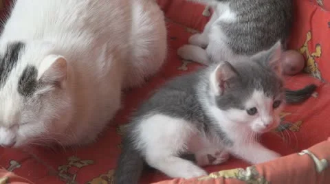 Playful and curious kittens Stock Footage
