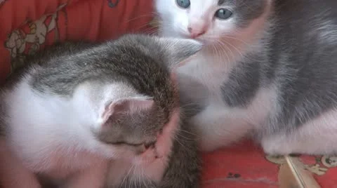 Playful and curious kittens Stock Footage