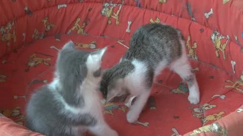 Playful and curious kittens Vídeos de archivo 11714295