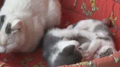 Playful and curious kittens Vídeos de archivo 11714323