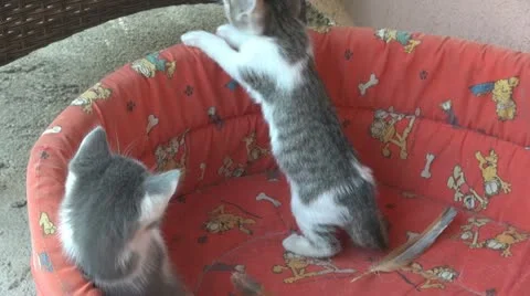 Playful and curious kittens Video stock 11714334