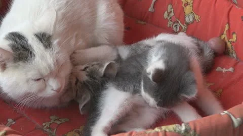 Playful and curious kittens Видео 11714393