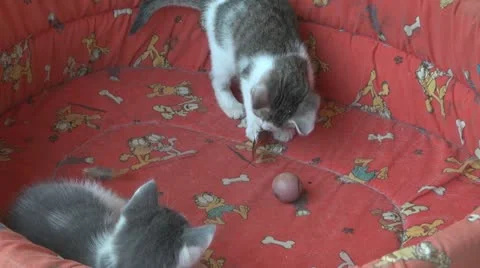 Playful and curious kittens Stockbeeldmateriaal 11714435