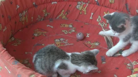 Playful and curious kittens Video stock 11714575