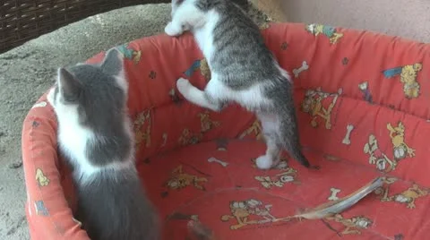Playful and curious kittens Video stock 11714629