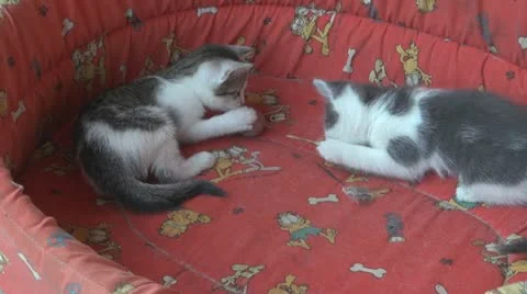 Playful and curious kittens Video stock 11714633
