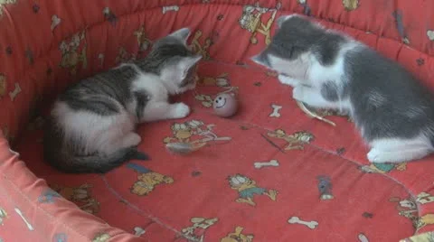Playful and curious kittens Stock Footage