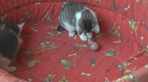 Playful and curious kittens Video stock 11714703