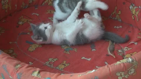 Playful and curious kittens Video stock 11724428