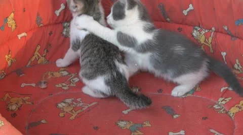 Playful and curious kittens Video stock 11724791