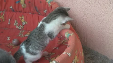 Playful and curious kittens Video stock 11724823
