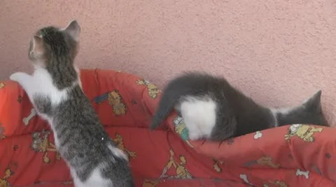 Playful and curious kittens Video stock 11724860