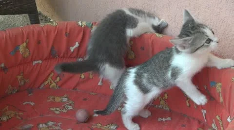 Playful and curious kittens Video stock 11725637
