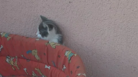 Playful and curious kittens Video stock 11726167