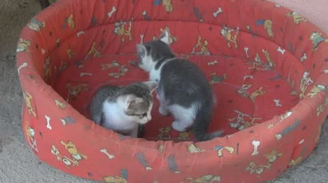 Playful and curious kittens Video stock 11726577