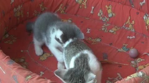 Playful and curious kittens Video stock 11726895