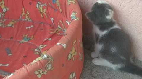 Playful and curious kittens Video stock 11727231