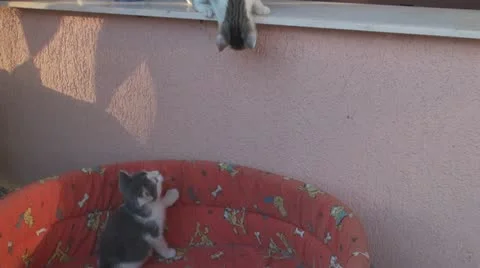 Playful and curious kittens Video stock 11727355