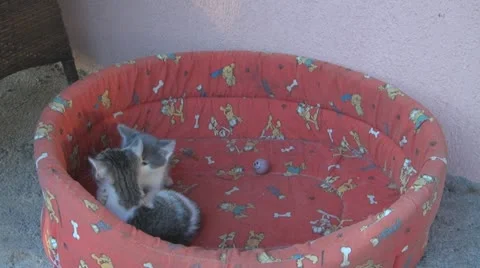 Playful and curious kittens Video stock 11727610