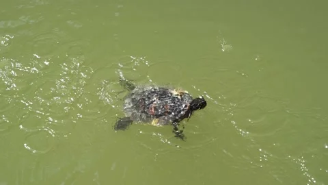 Playful and friendly turtle Stock Footage 227686197