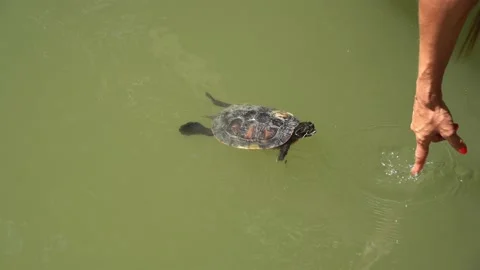 Playful and friendly turtle Stock Footage 227686421