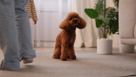 A Playful and Heartwarming Interaction Between a Child and a Dog in a Cozy Stock Footage 312195762