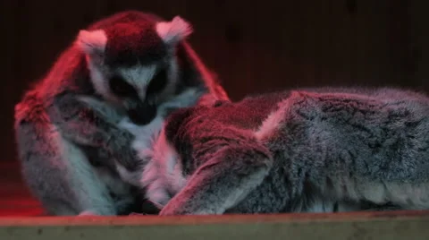 Playful animals Multiscreen footage Stock Footage 64218009