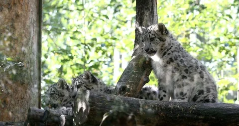Playful baby kitten of Snow Leopard cat, Irbis Stock Footage 94853953
