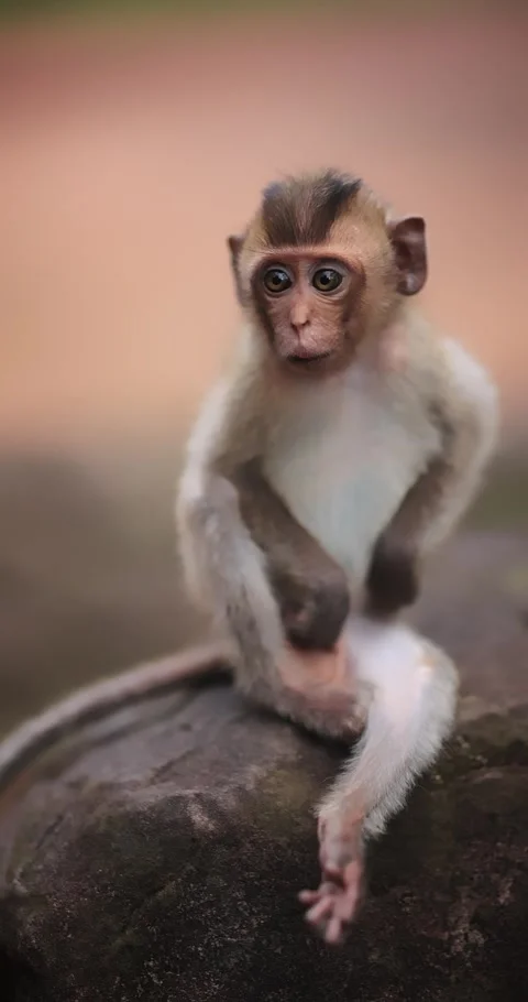 Playful Baby Monkey Grooming Itself In Tropical Forest Stock Footage 345179099