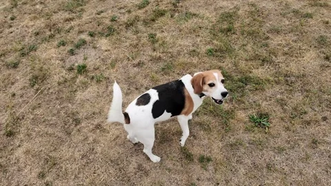 The playful beagle dog exploring a dry grassy field on a sunny day Stock Footage 342879148