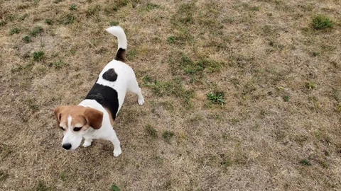 The playful beagle dog exploring a dry grassy field on a sunny day Stock Footage 342879219