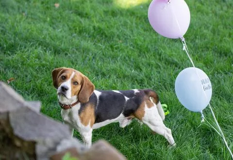 Playful beagle running with balloons in park Stock Photos