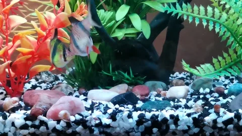 Playful behavior of aquarium fish, Barbuses bite each other. Stock Footage 165265809