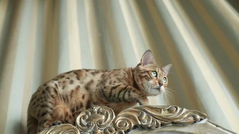 Playful Bengal Cat Stock-Footage 75071266