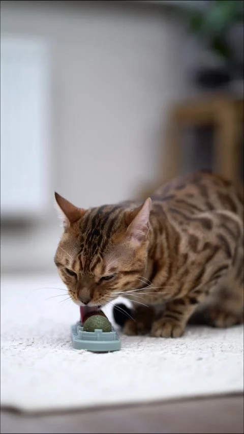 Playful Bengal cat interacts with a feeding toy, licking and pawing at kibble Video stock 342192505